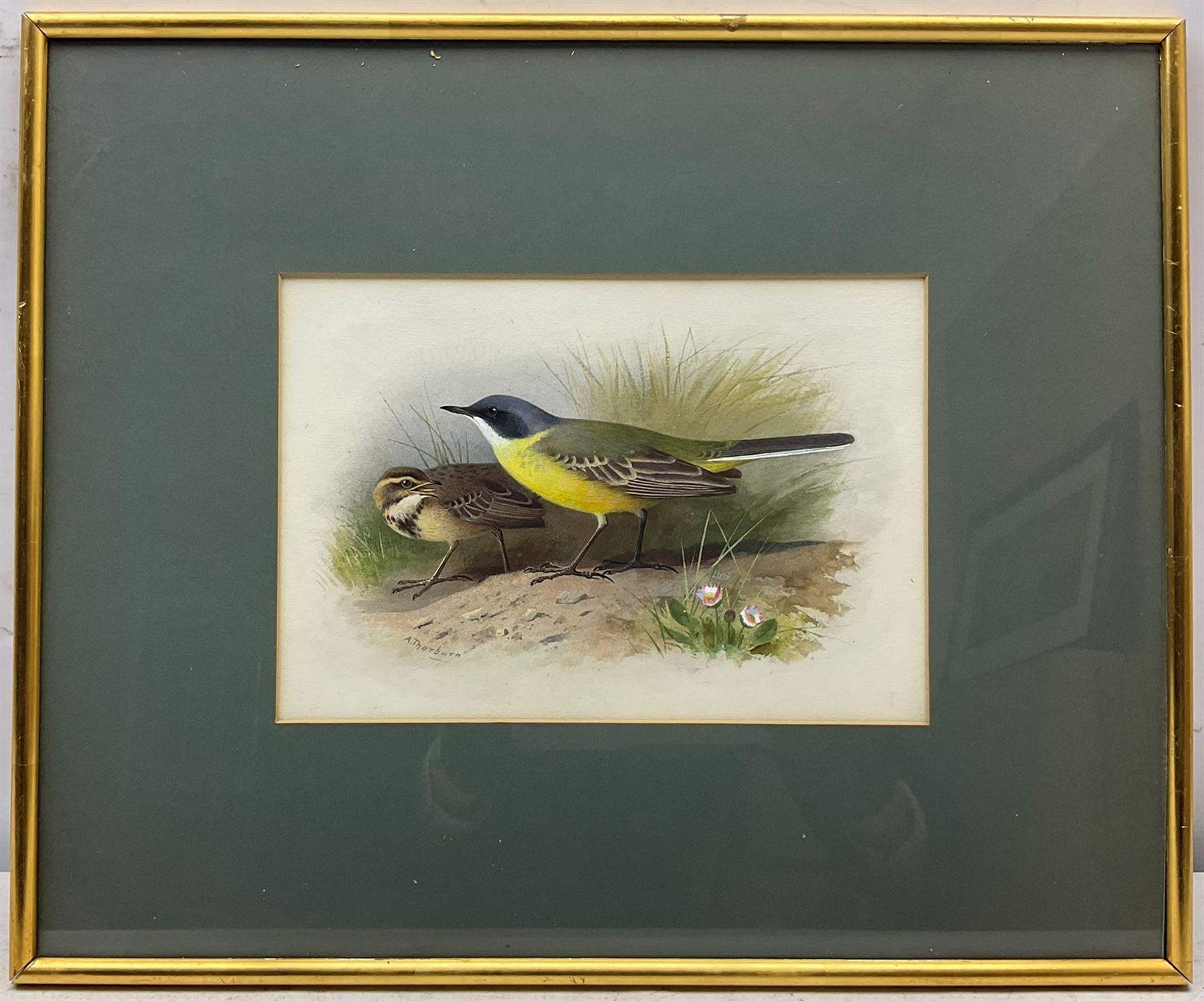 Archibald Thorburn (Scottish 1860-1935): 'Grey Headed Yellow Wagtail', watercolour and bodycolour signed 17cm x 24cm 
Provenance: original illustration for Lord Lilford's 'Coloured Figures of the Birds of the British Islands' Vol.III, Plate No.57, pub. 1885