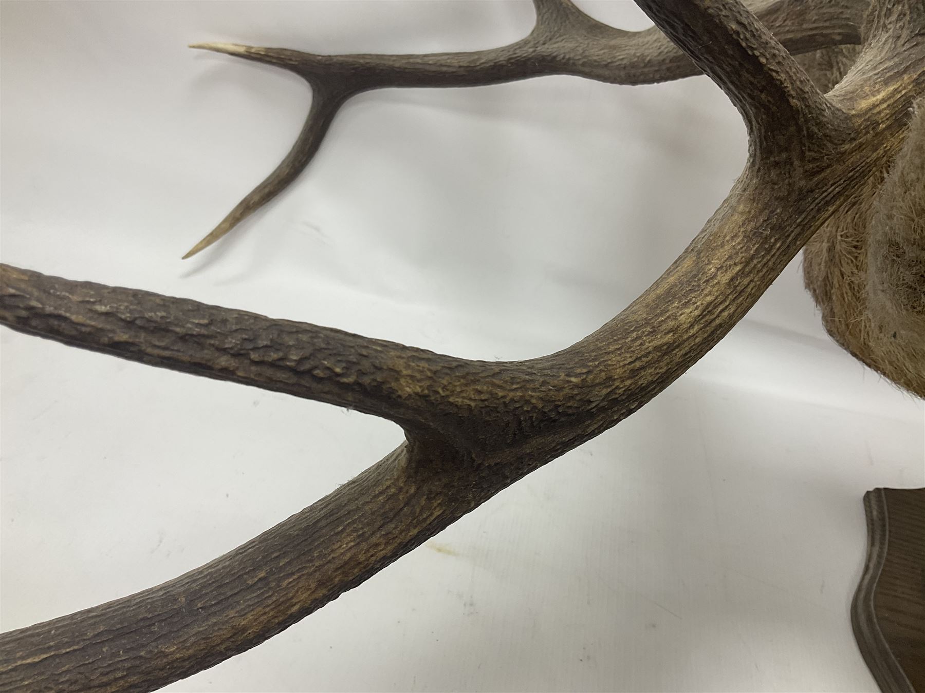 Taxidermy: Red Deer (Cervus elaphus), adult male imperial stag shoulder mount looking straight ahead, ten point antlers, mounted upon a shaped wooden shield, D65cm