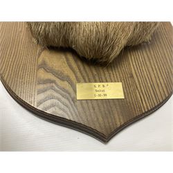 Taxidermy: Red Deer (Cervus elaphus), adult male imperial stag shoulder mount looking straight ahead, ten point antlers, mounted upon a shaped wooden shield, D65cm