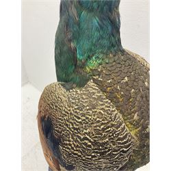 Taxidermy: Indian Peacock (Pavo cristatus), full mount adult cock bird facing forward, with tail hanging below, mounted upon an ebonised plinth, H140cm