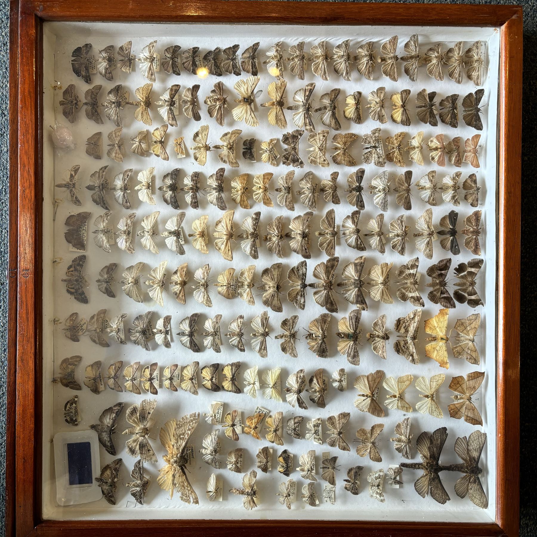 Entomology: Entomology Collectors Cabinet, housing a collection of approximately one thousand moths of the world specimens, a twenty drawer mahogany collectors cabinet, each draw with protective glass cover, enclosed within a fine quality flame mahogany cabinet with single hinged door, inside the door makers label reads 'J. Thorne cabinet maker ... insect cabinet and entomology boxes of every description made on the most improved principles and on the shortest notice', cabinet H122, W51cm D48cm, draw size D41cm, L43cm, H5cm 