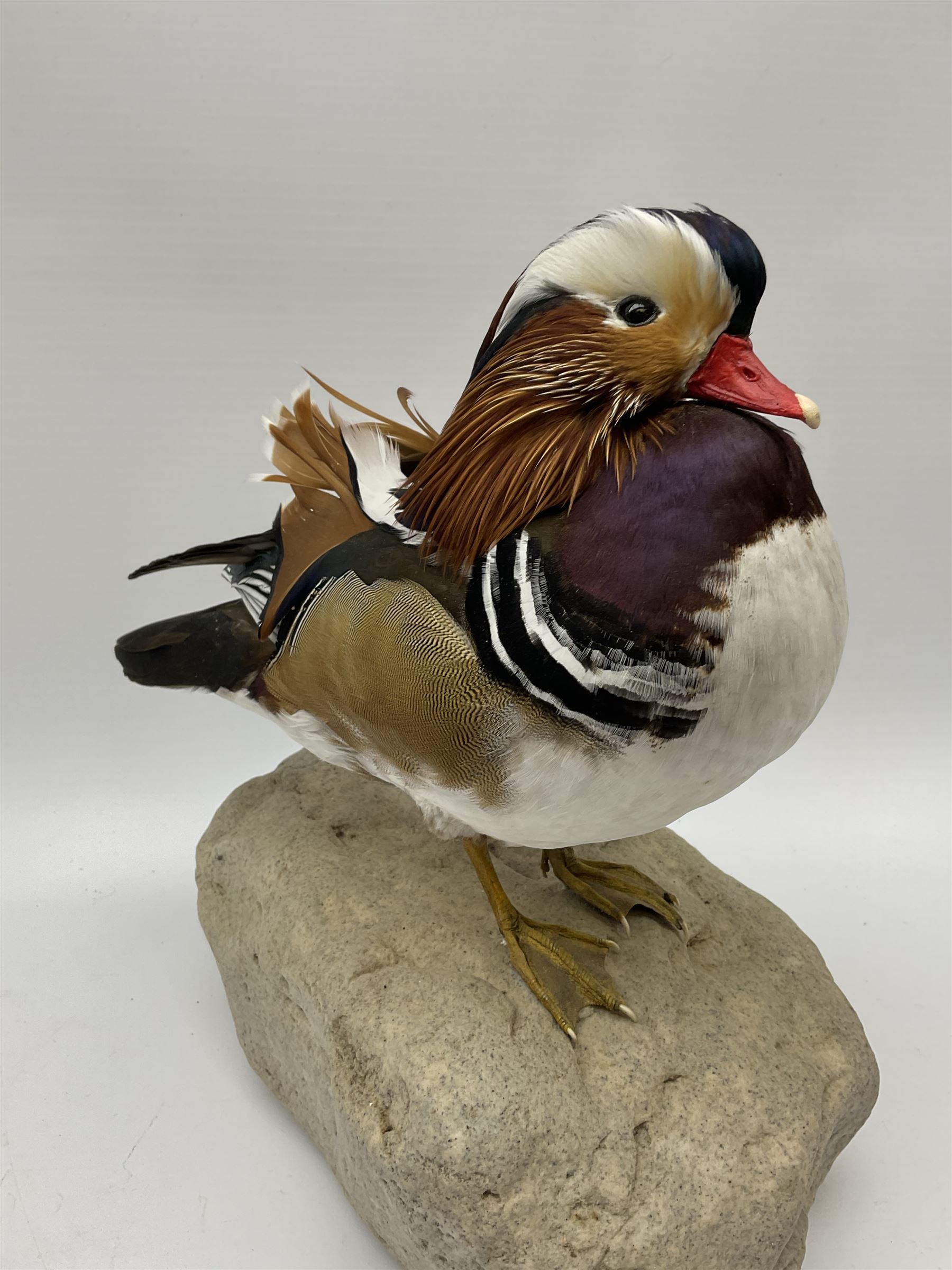 Taxidermy Mandarin duck (Aix galericulata), modern, by award winning