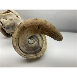 Skulls/Horns: Swaledale Ram Skull, (Ovis aries), set of adult horns on upper skull, H17cm
