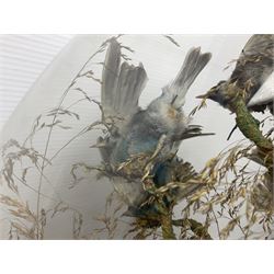 Taxidermy; large Victorian domed taxidermy diorama study of birds, with seventeen specimens including Ring Necked Parakeet, Blue Winged Warbler and Blackbird, the glass dome upon an ebonised wooden base, H77cm, W44cm
