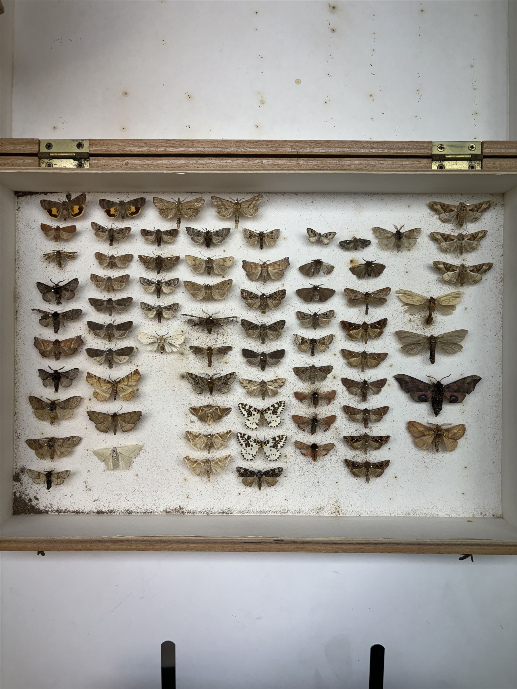 Entomology; Five storeboxes, four by the maker Watkins & Doncaster, together with setting boards and pins, two boxes containing moth specimens