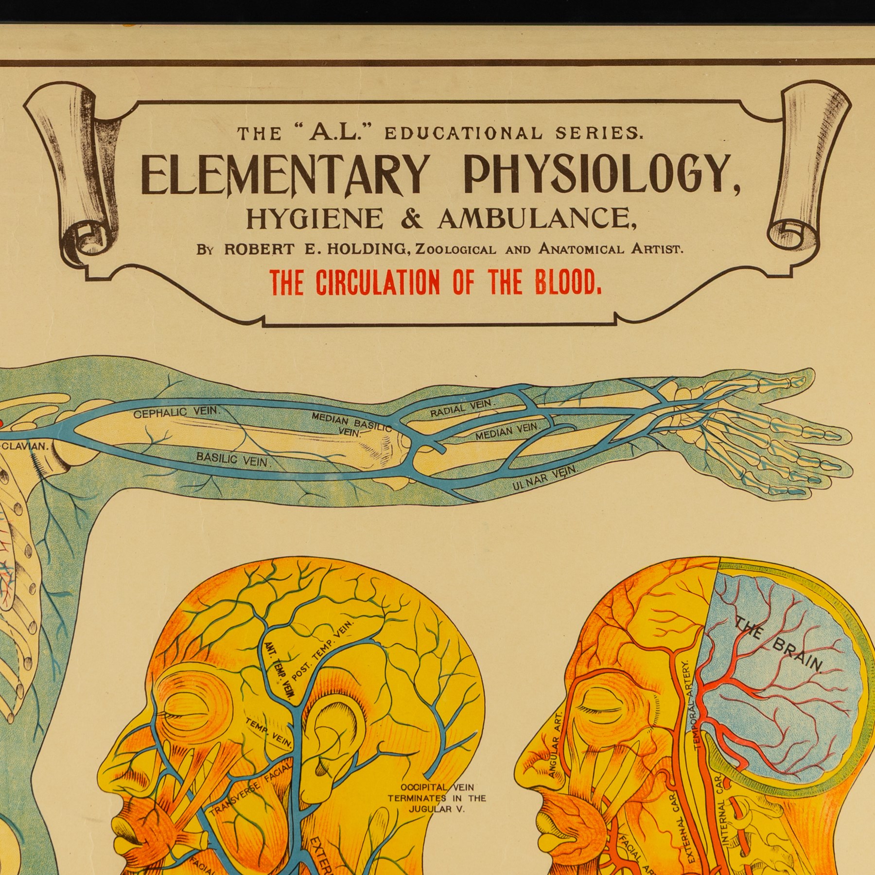 Complete set of eight 'AL Educational Series Elementary Physiology Hygiene and Ambulance' medical posters by Robert R Holding (Zoological and Anatomical artist), published by E J Arnold & Son Ltd of Leeds, Glasgow and Belfast, all framed