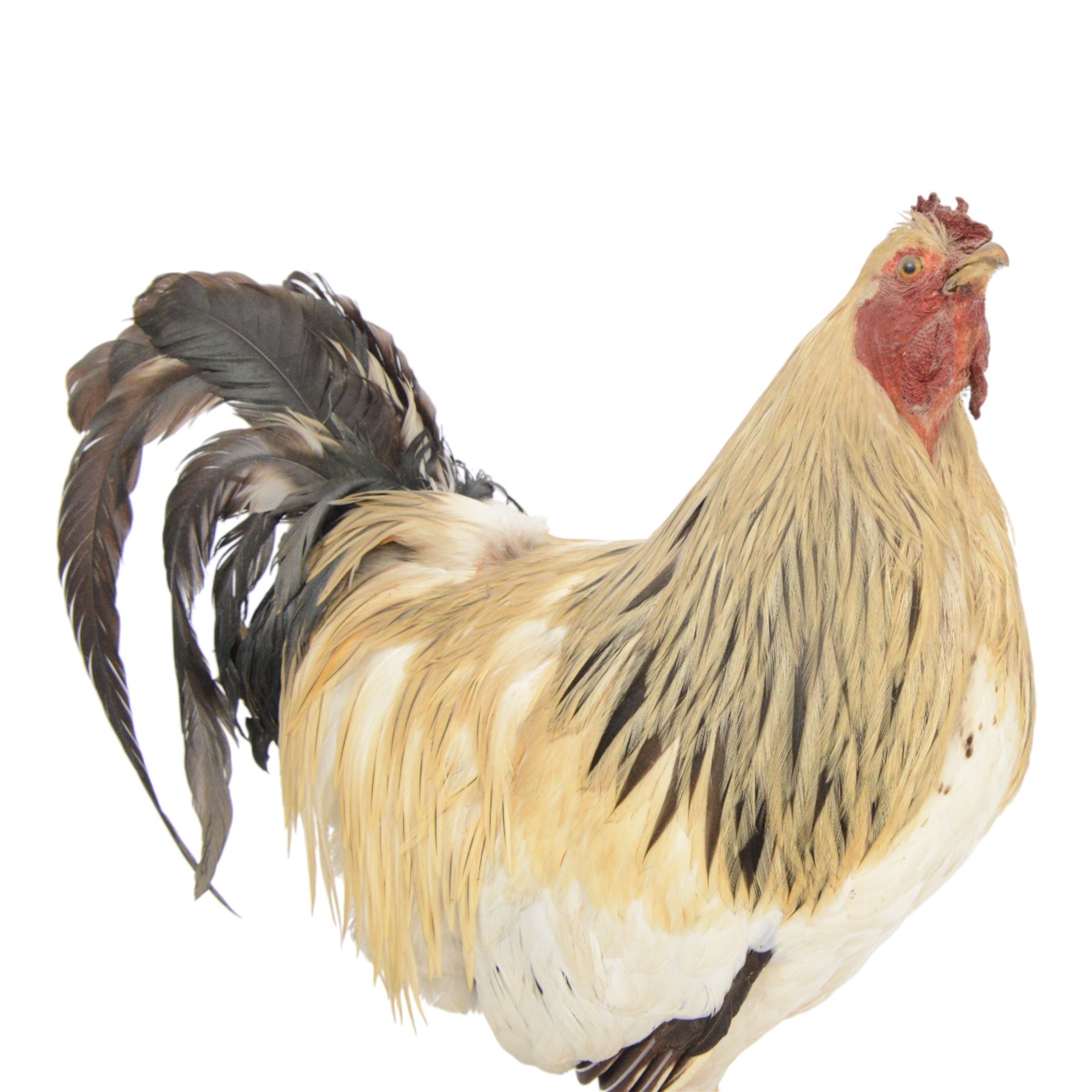 Taxidermy: Cockerel (Gallus gallus domesticus), full adult mount with head turning slightly to the right, on open display, together with taxidermy Pheasant (Phasianus colchicus), full adult male mount on open display, cockerel H43cm 