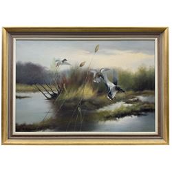  H Pezim (German 1941-): 'Alighting' Mallard coming into Land, oil on canvas signed, label verso and accompanying letter 'John Magee Ltd, 4 Donegall Square West, Belfast' 60cm x 91cm