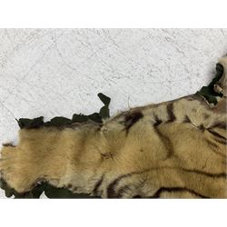 Skins/Hides: Victorian Tiger skin rug (tigris tigris), with green backing with scalloped edges,  L188cm  