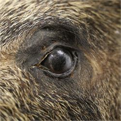 Taxidermy - Wild Boars head on oak wall shield H65cm