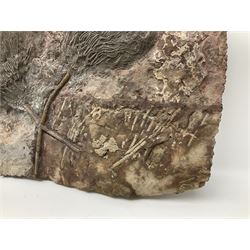 Crinoid sea bed plaque, with two crinoid specimens, probably Scyphocrinites elegans from the Silurian period, H39cm, L61cm
