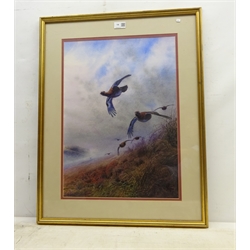 Peter Allis (British 1944-): Driven Grouse in a Moorland Mist, watercolour heightened in white signed 52cm x 37cm  DDS - Artist's resale rights may apply to this lot   