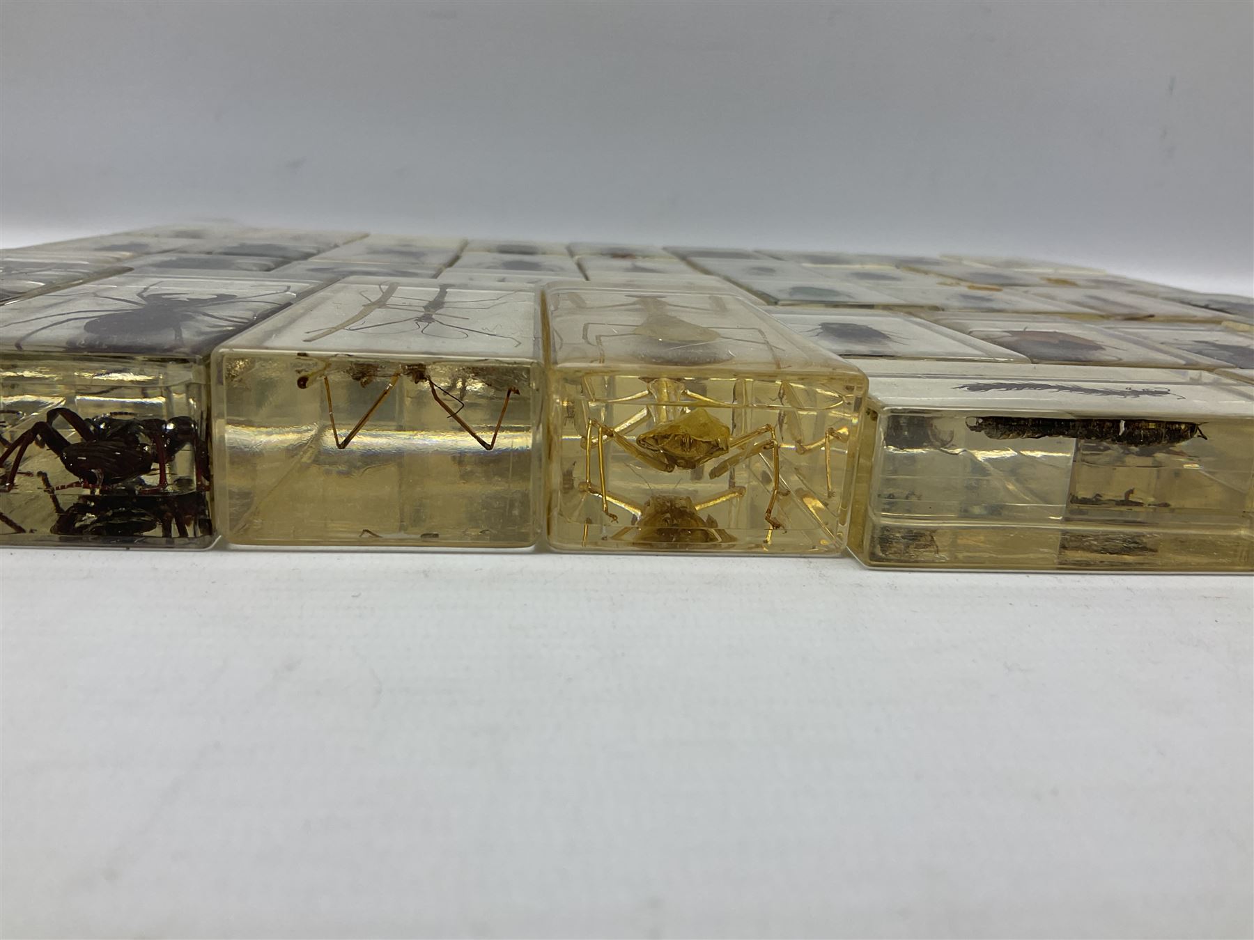 Entomology; collection of thirty nine insect specimens, each in an acrylic block, to include rhinoceros beetle, Ischiopsopha beetle, Praying mantis, scorpions etc 