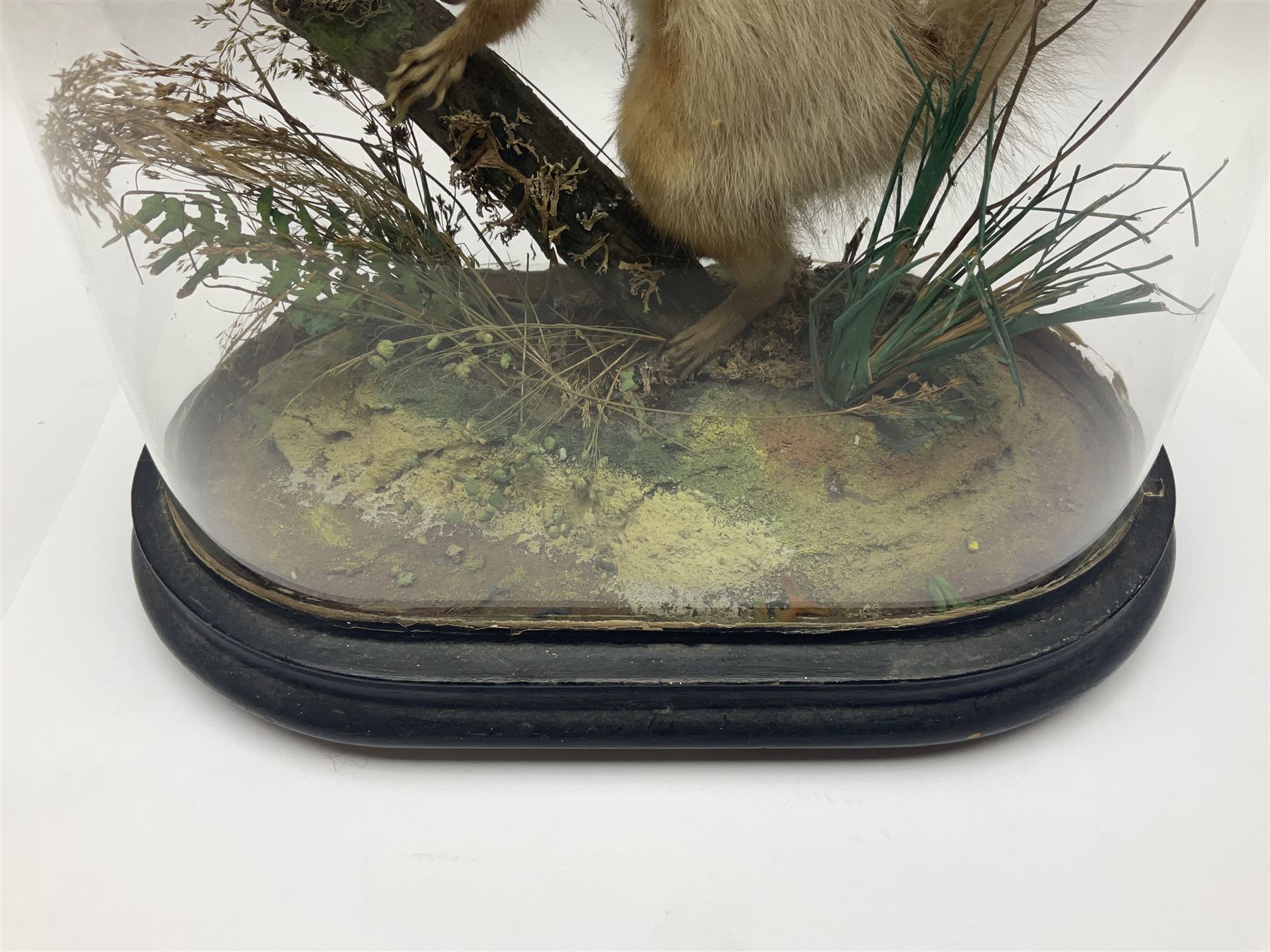 Taxidermy: Victorian cased Red Squirrel (Sciurus vulgaris), full mount adult, upon a tree branch with a naturalistic ground, enclosed beneath a period oval glass dome with ebonised base, raised upon four bun feet, H36cm 