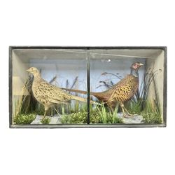 Taxidermy: Pair of cased Ring-Necked Pheasants (Phasianus colchicus), full adult mounts, hen and cockbird, in a naturalistic setting, encased within a single pane ebonised display case, H45cm, L87cm