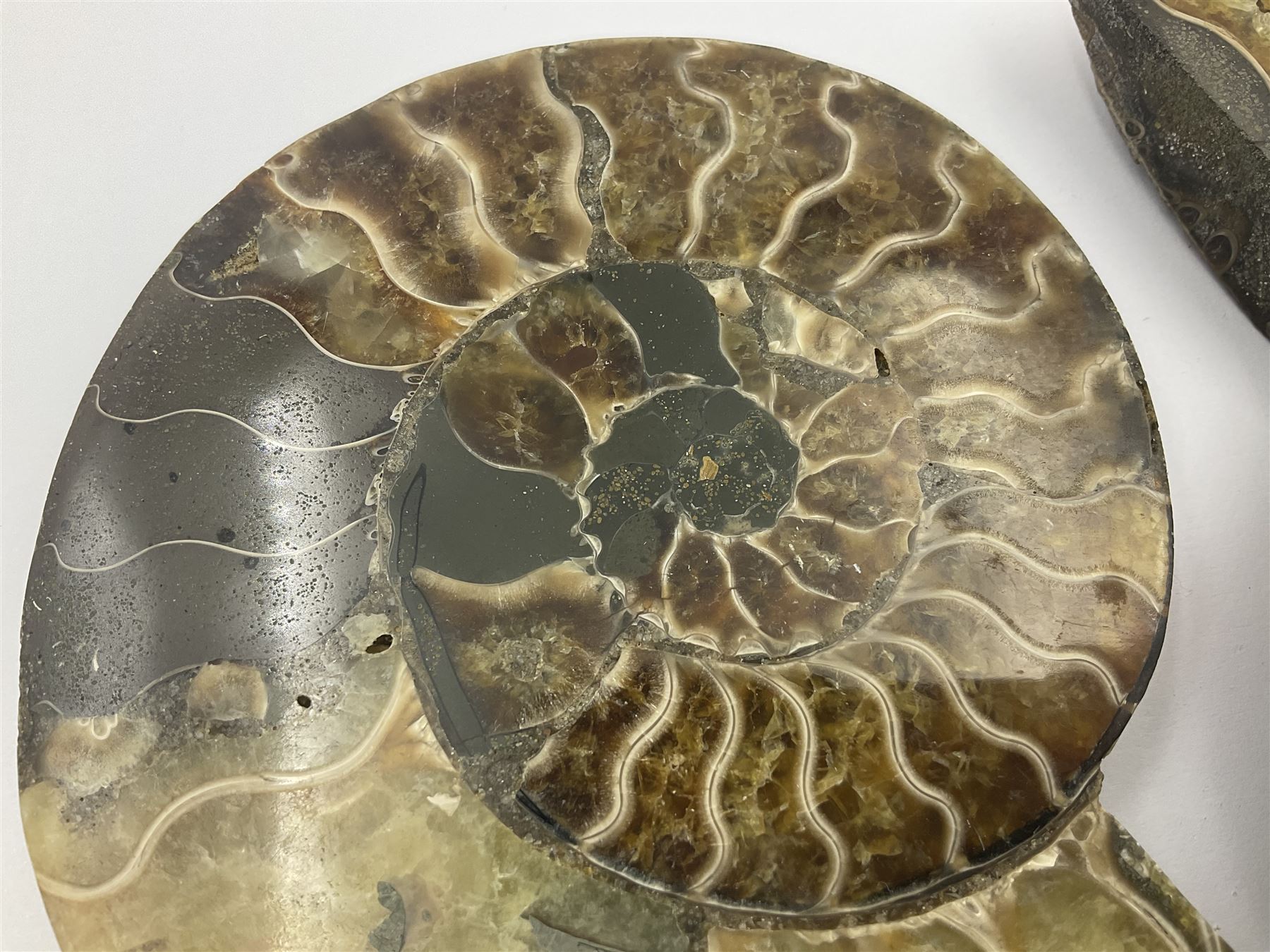 Two ammonite fossil slices, with polished finish, age: Cretaceous period, location: Madagascar, D12cm