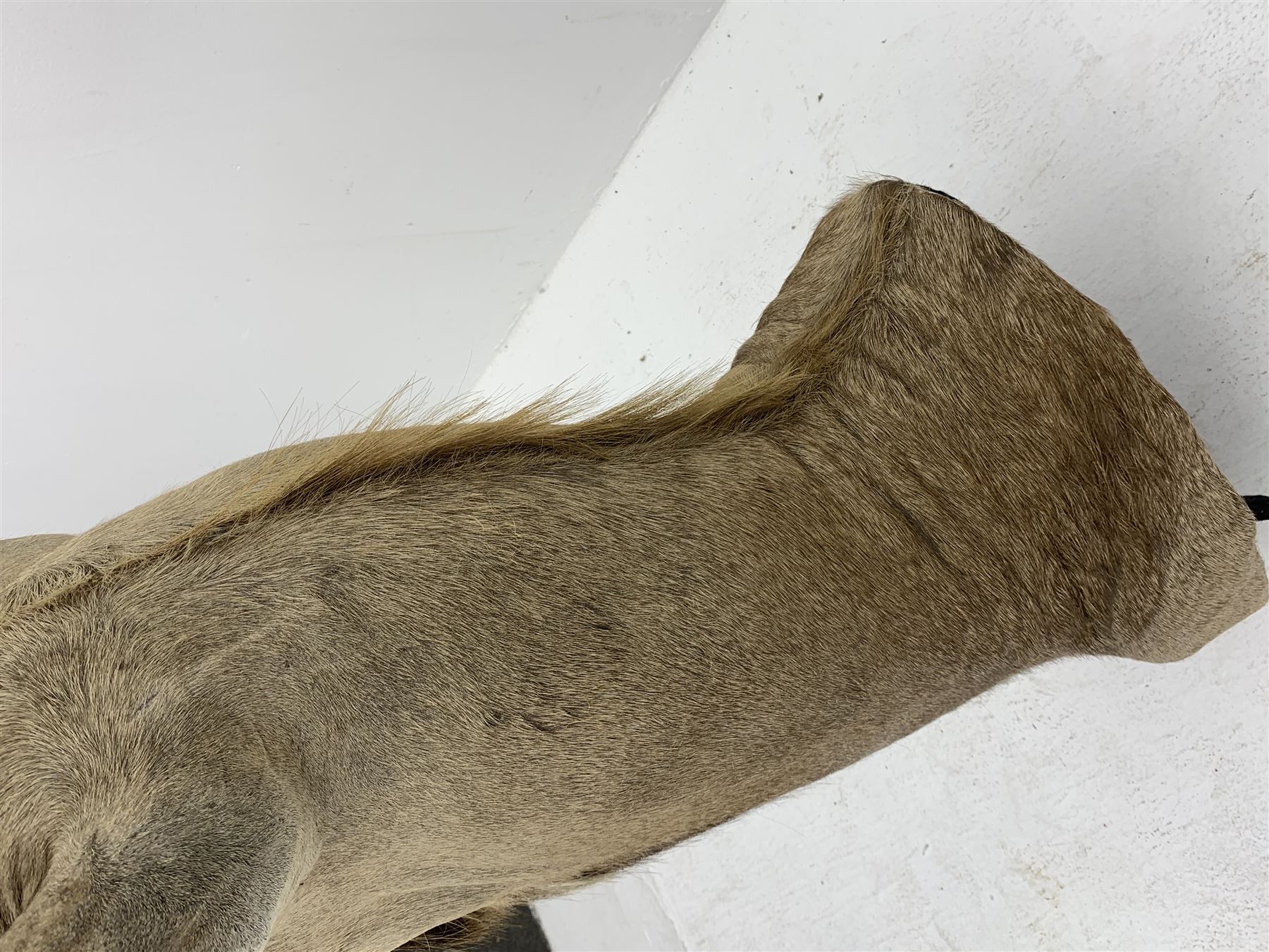 Taxidermy: Greater Kudu (Tragelaphus Strepsiceros), adult male shoulder mount, H170cm