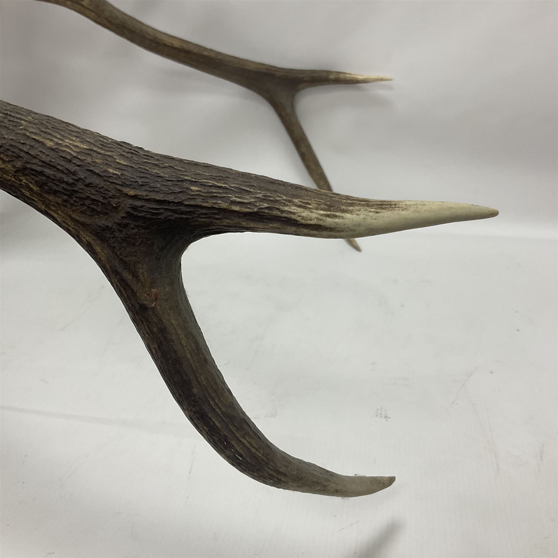 Taxidermy: Red Deer (Cervus elaphus), adult male imperial stag shoulder mount looking straight ahead, ten point antlers, mounted upon a shaped wooden shield, D65cm