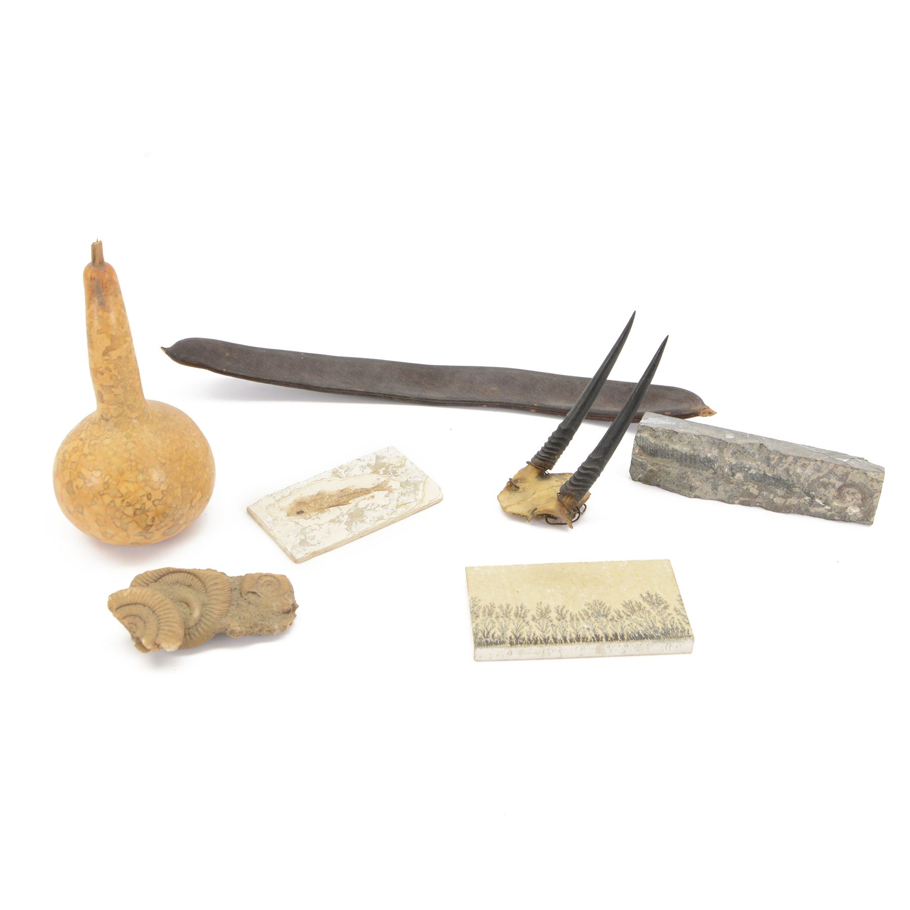 Ammonite cluster, together with Dendrite plaque, green river fossilised fish and other natural science specimens  