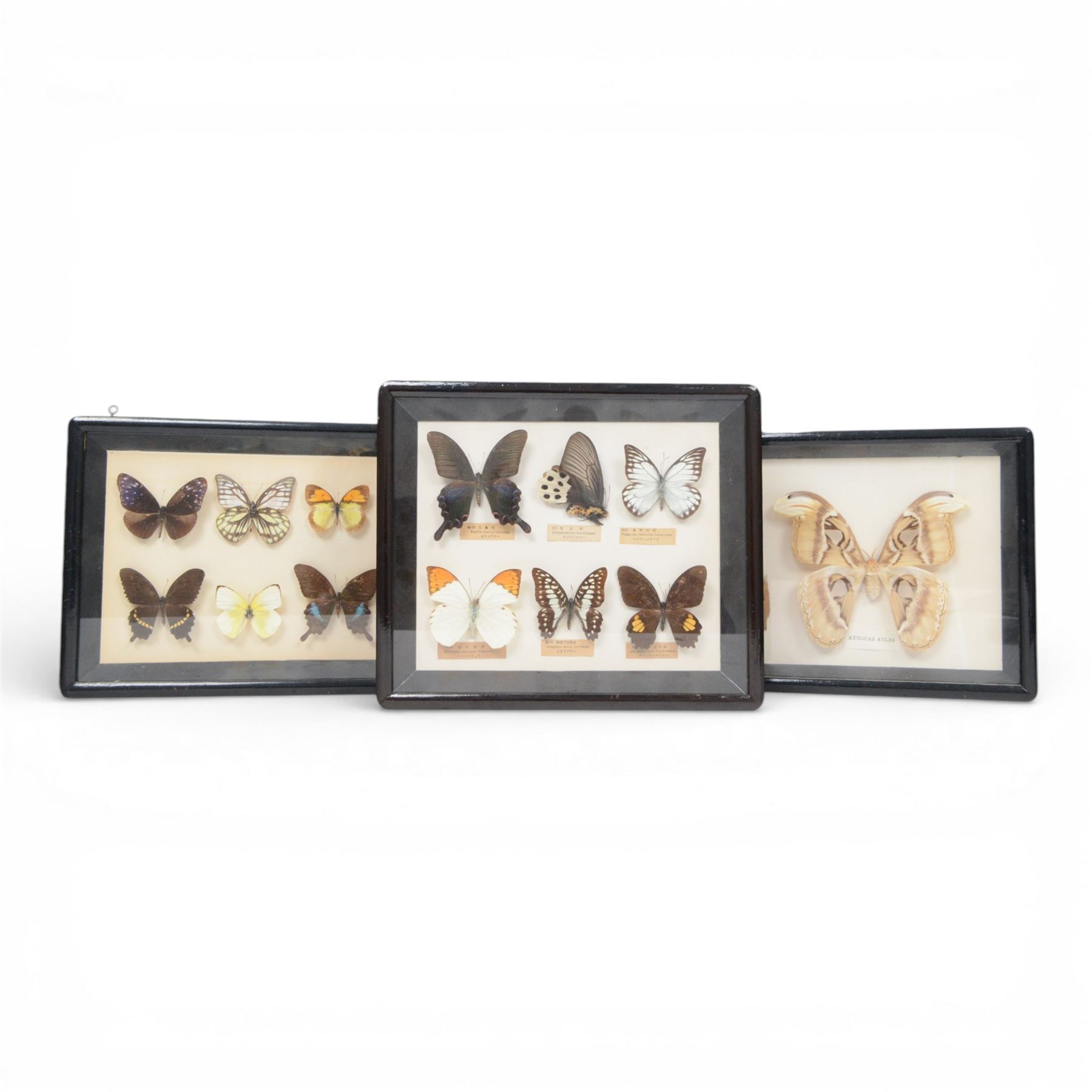 Entomology; group of framed butterfly and moth specimens, including Attocas Atlas, Papilio takasago, Atropaneura horishanus, Euploea muciber etc, in three frames 