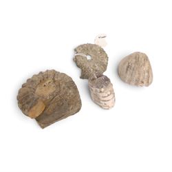 Fossil collections; including ray finned fossilised fish, ammonites Gryphaea, etc  