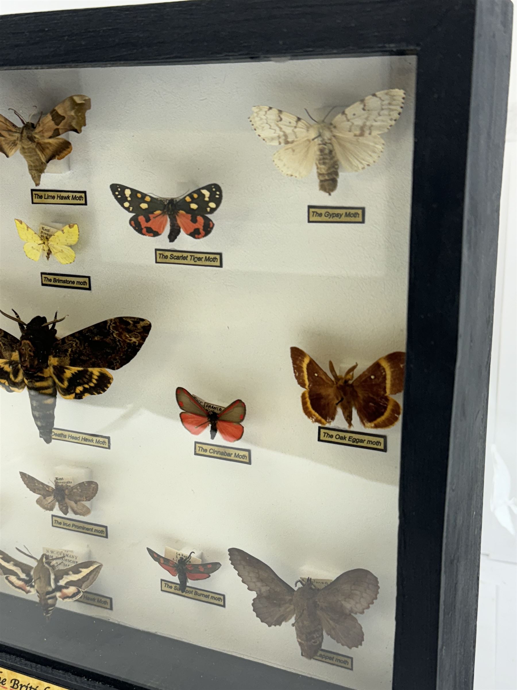 Entomology: Single glazed display of Moths of the British Isles, circa 20th century, single glazed display containing seventeen various specimens, including Death Head Hawk moth, Spurge Hawk moth, Crimson Underwing moth some with attached data labels, all pinned upon foam backing and named labels, enclosed within a glazed ebonised display case, H28cm, L38cm