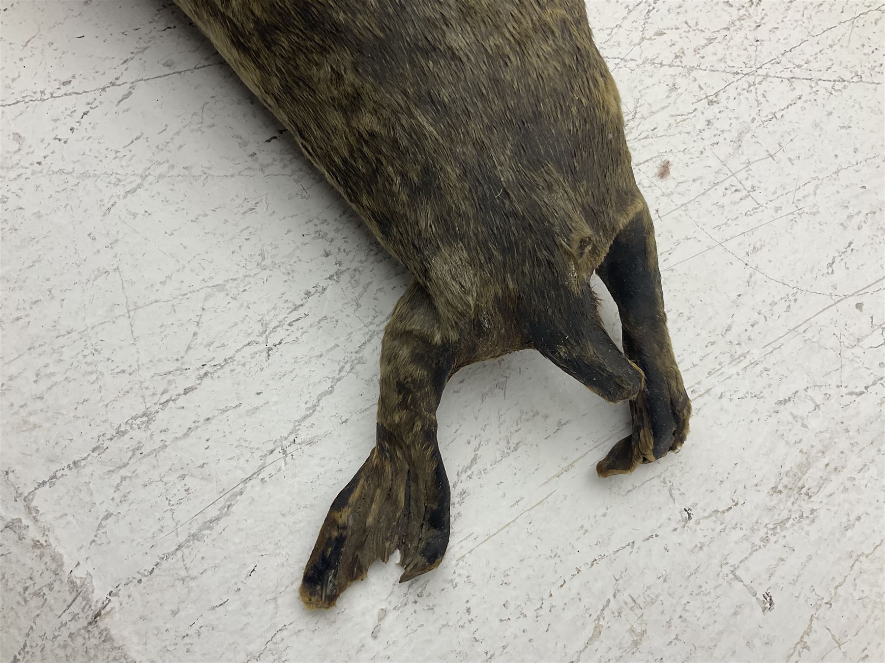 Taxidermy: early 20th century Common seal (Phoca Vitulina), full mount young adult, in a swimming pose, L115cm 