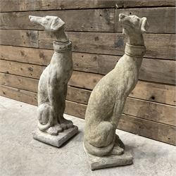 Pair of small cast stone seated Whippets with collars, on square plinths