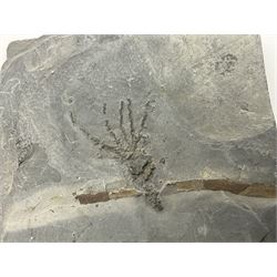 Two Crinoid slabs, age; Mississippian period, location; Gilmore City Formation, Iowa, largest slab H9cm, L10cm