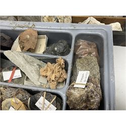 Natural history; Collection of fossils, to include fossilised shells, and ammonites and other molluscs, of various size and form