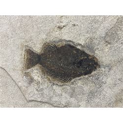 Fossilised fish group in a single matrix; freshwater fish presentation from the prehistoric system of three lakes known as the Green River Formation, featuring Priscacara, Phareodus testis, Diplomystus dentatus
 H59cm, L97cm