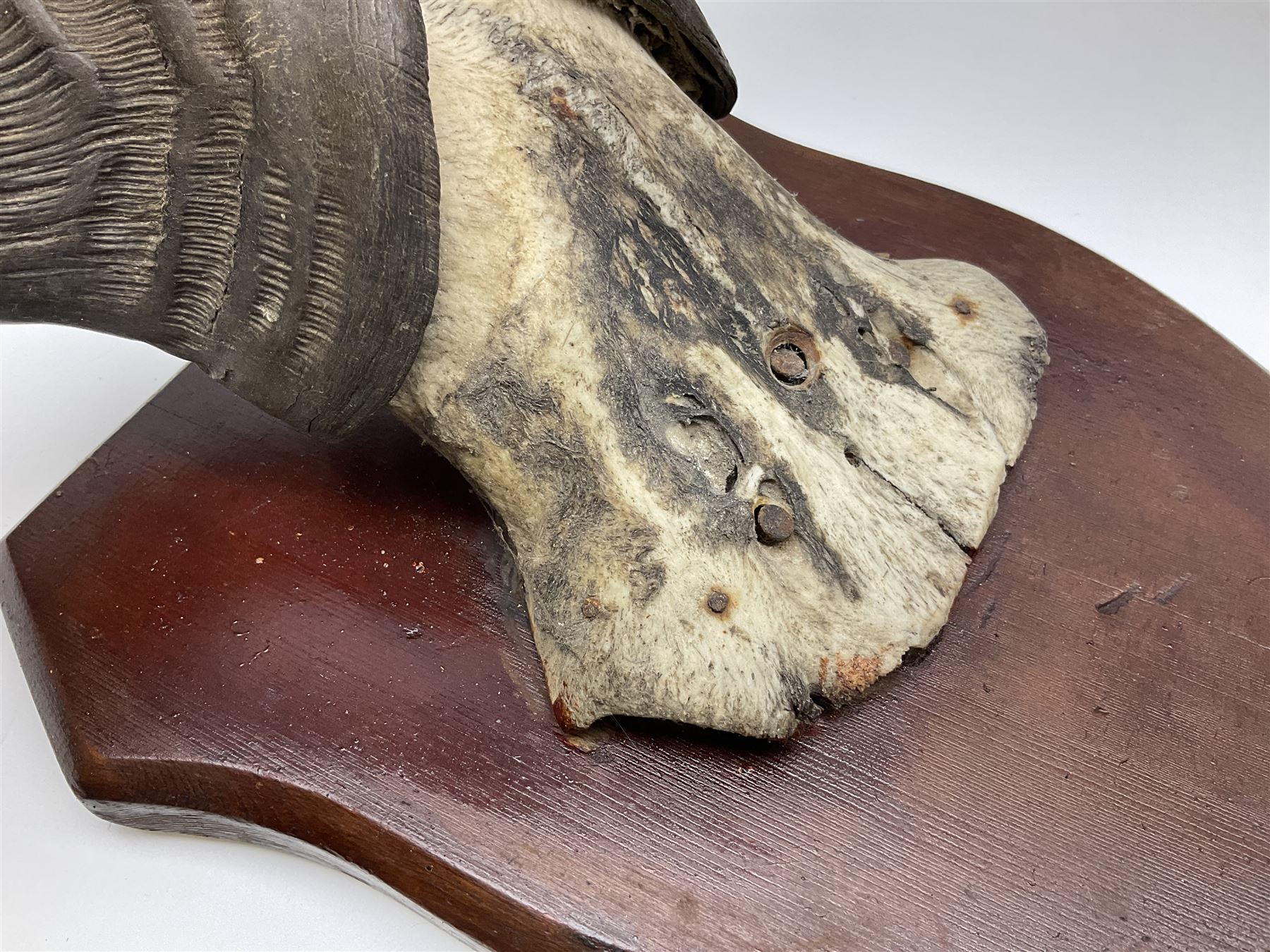 Taxidermy; Ring-necked Pheasant (Phasianus colchicus), adult female mount on open display, together with Pair of Hartebeest (Alcelaphus buselaphus) horns with upper skull, mounter upon a wooden shield, pheasant H40cm 