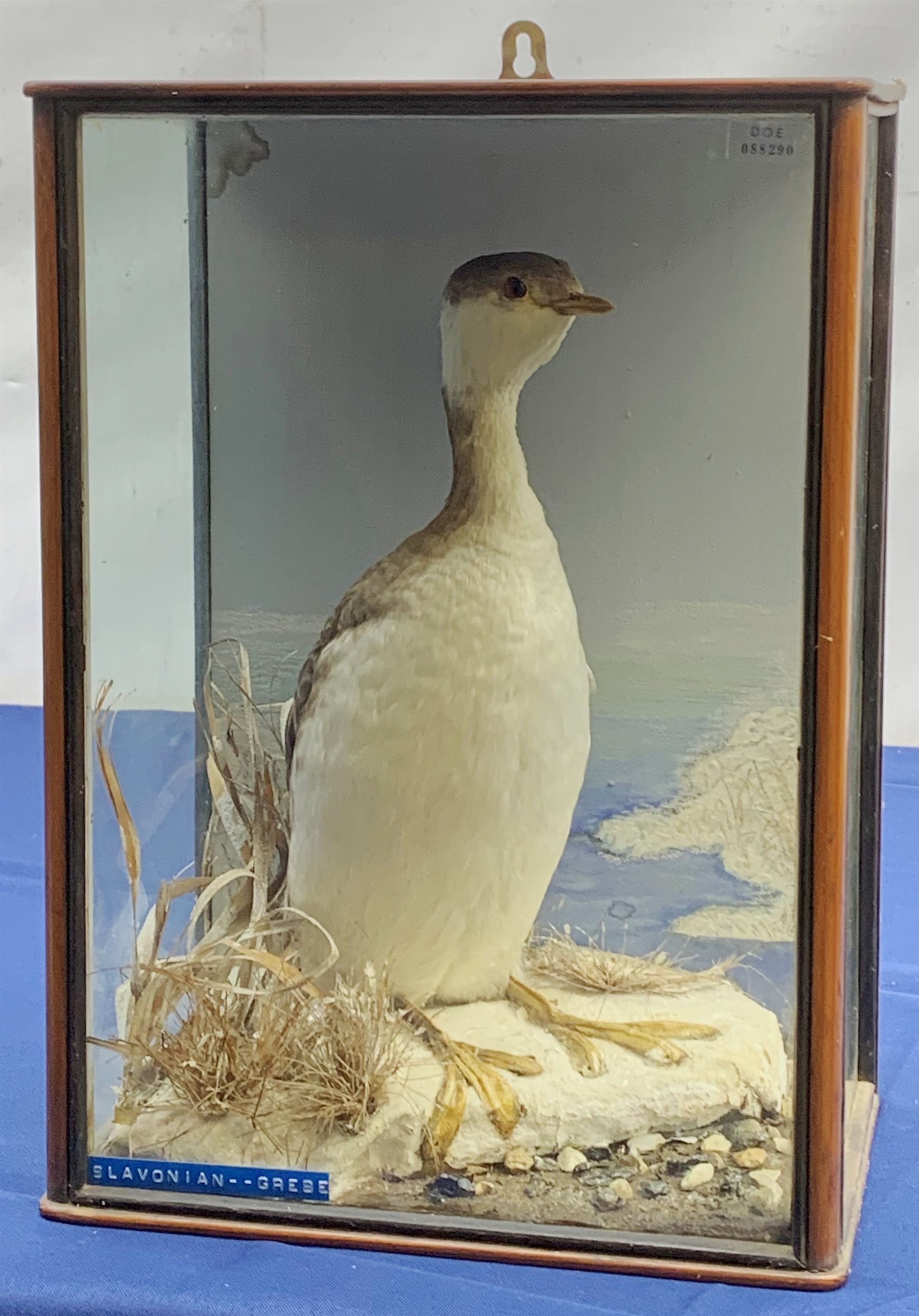 Taxidermy: Victorian cased Slavonian Grebe (Podiceps aritus), in naturalistic setting with snow covered ground work and grasses, set against a painted waterscape backdrop, encased within a pitch pine three pane display case, with paper label verso inscribed Slavonian Grebe, H35cm L25cm D15.5cm 