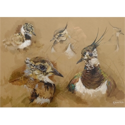  Robert E Fuller (British 1972-): Studies of a Lapwing and Young, gouache signed and dated 1992, 29.5cm x 41cm  DDS - Artist's resale rights may apply to this lot    