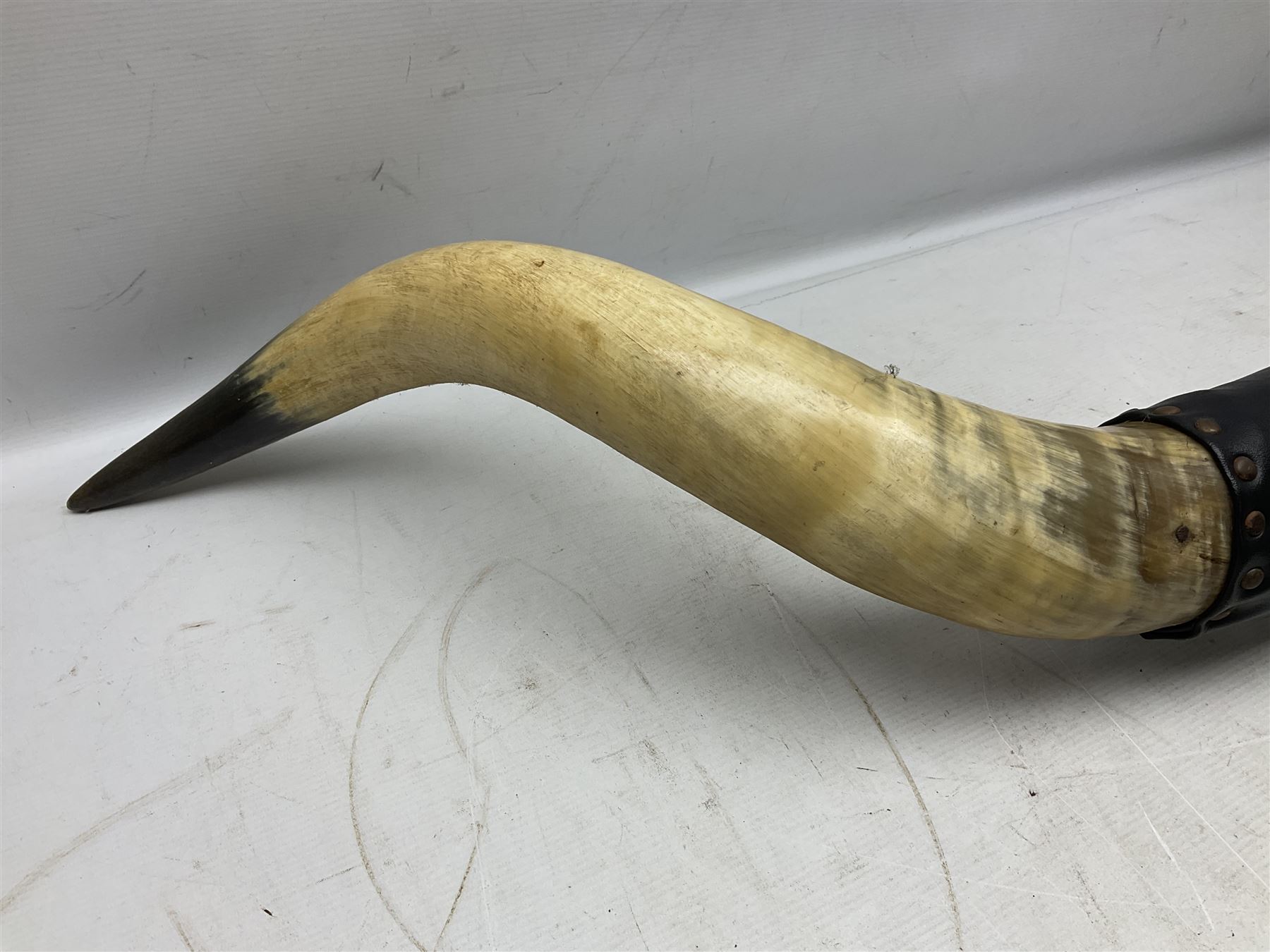 Antlers/horns; Pair of Bull Horns (Bos taurus), a large pair of bull