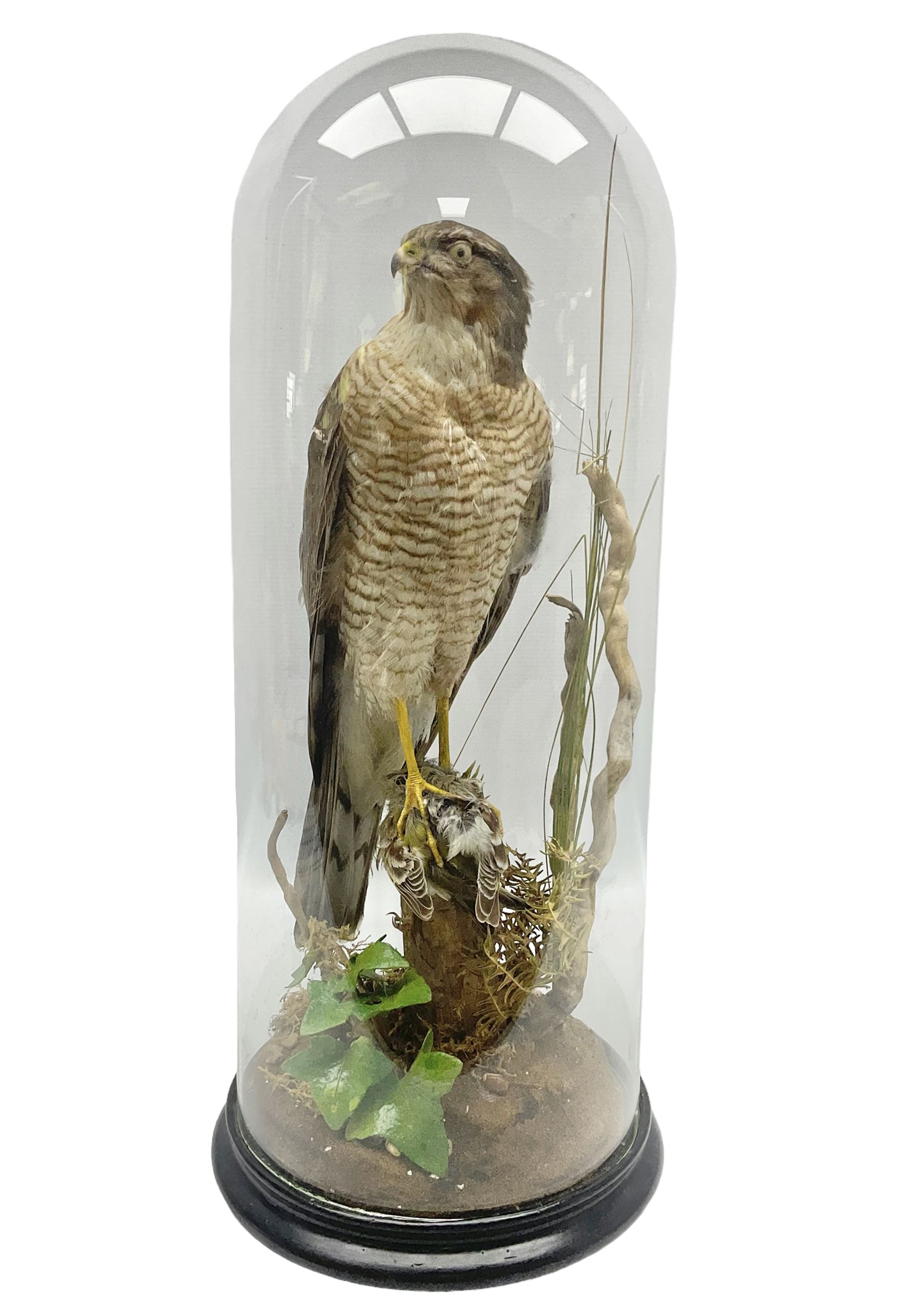 Taxidermy; Victorian European Sparrowhawk (Accipiter nisus), a full mount adult with pray,  perched upon a tree stump amidst a naturalistic setting, encased within a glass dome with an ebonised base, H55cm