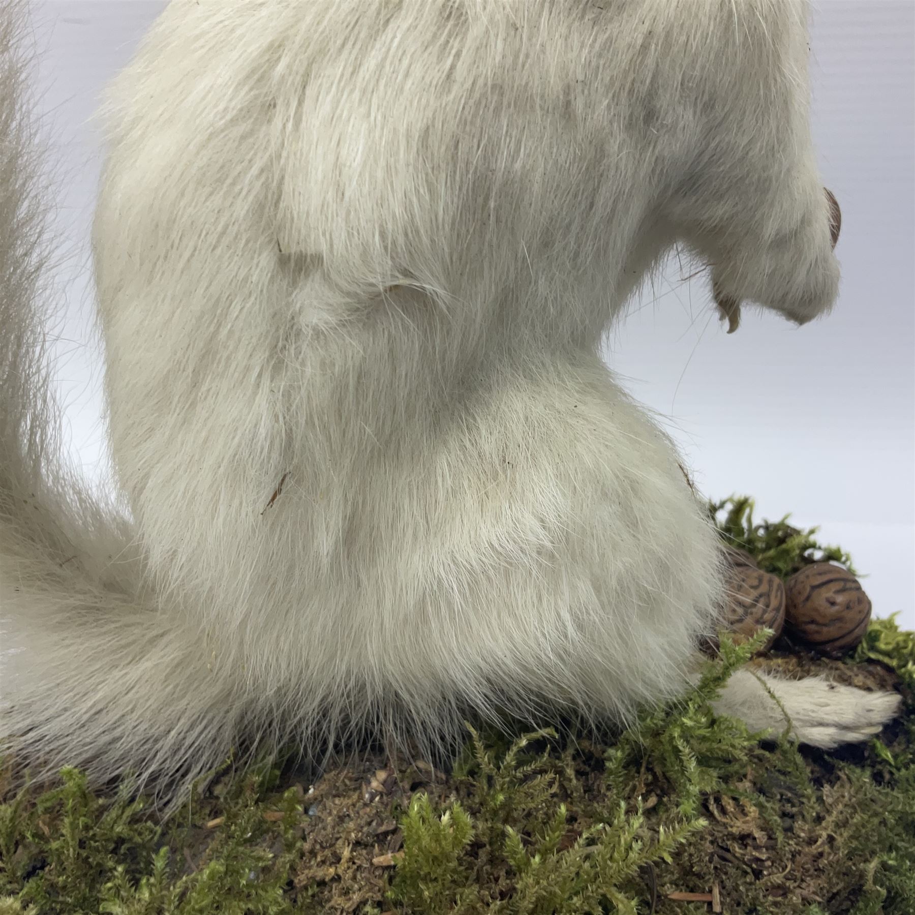 Taxidermy: Victorian albino Squirrel (Sciurus vulgaris), full mount adult, holding a hazelnut, upon naturalistic ground, enclosed beneath later glass dome with ebonised base, H32cm