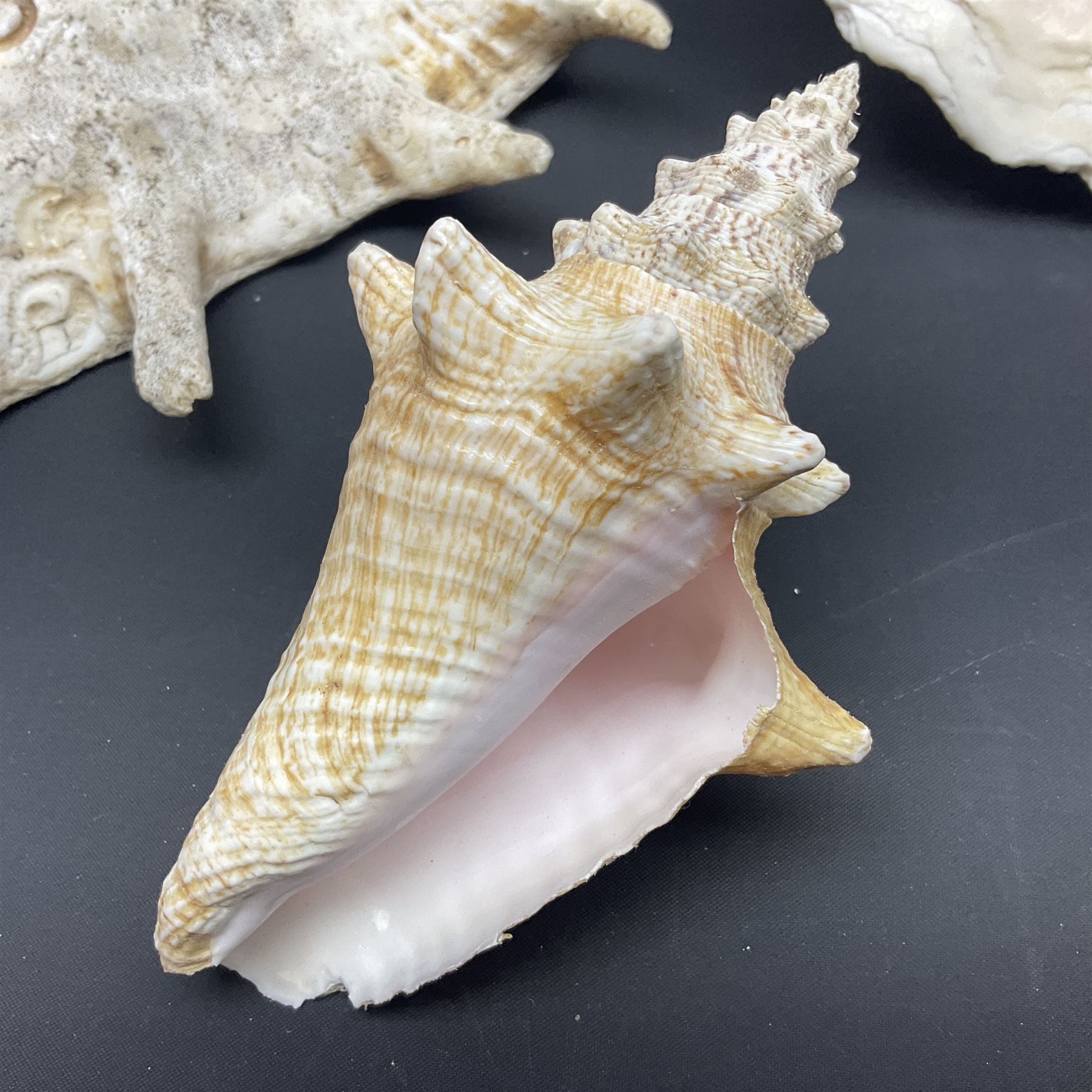 Conchology: selection of conch shells, to include horned examples, largest H17cm, L24cm