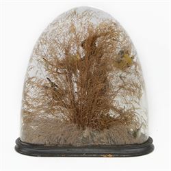 Taxidermy; Victorian bird diorama, containing several birds to include, Scarlet Finch (Carpodacus sipahi), Blue Bacnis (Dacnis cayana), Golden Fronted Whitestart (Golden Fronted Whitestart),  perched on branches, on an oval ebonised base, within a glass dome, H40, W35cm