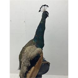 Taxidermy: Indian Peacock (Pavo cristatus), full mount adult cock bird facing forward, with tail hanging below, mounted upon an ebonised plinth, H140cm