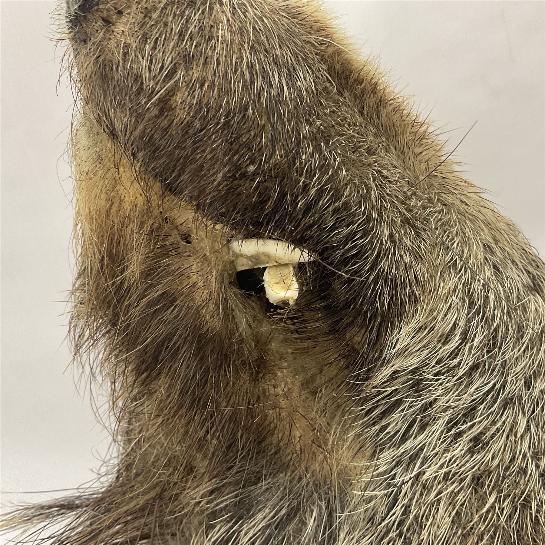 Taxidermy: European Wild Boar (Sus scrofa), adult male shoulder mount looking straight ahead
