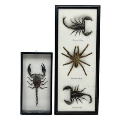 Entomology: Framed set of three specimens comprising two Giant Forest Scorpions (palamnaeus fulvipes) and a Tarantula (eurypeima spinicrus), together with another framed Giant Forest Scorpions (palamnaeus fulvipes)