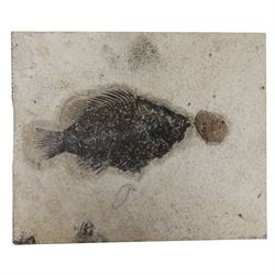 Fossilised fish specimens, Priscacara Liops (perch and coprolite) age Eocene Period, locat...