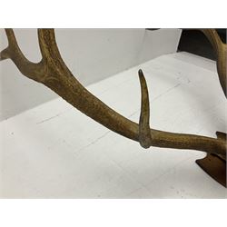Antlers/Horns; Pair of Royal Red Deer (Cervus elaphus) antlers with partial skull on wooden wall shield, H130cm