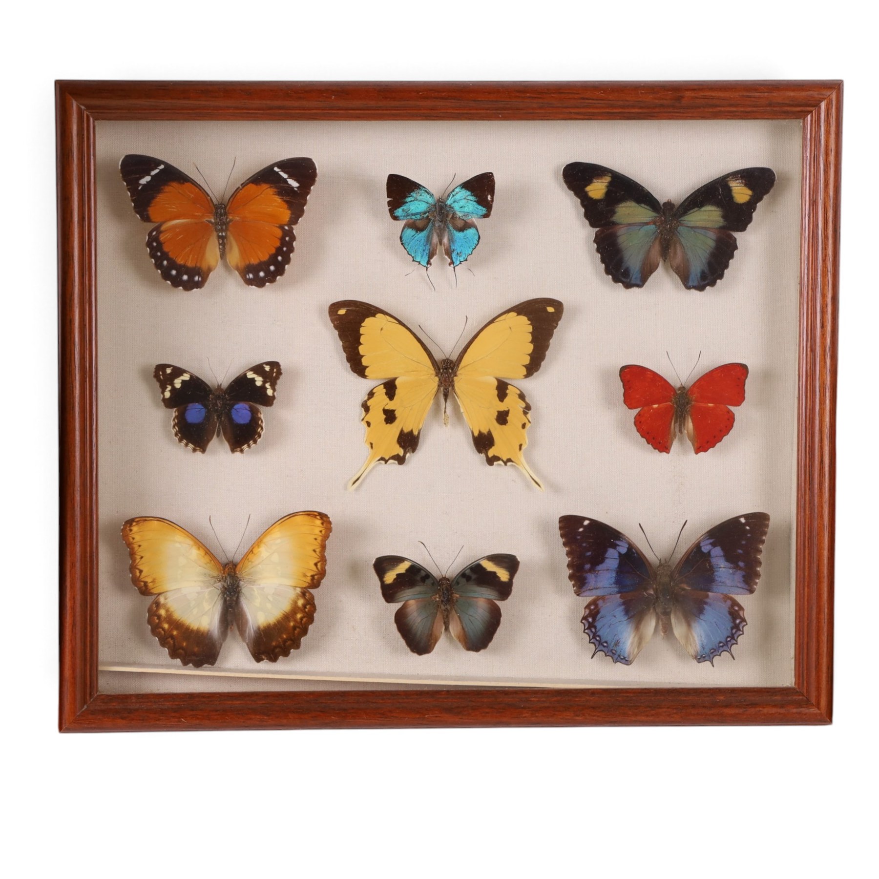 Entomology; Four framed butterfly displays including swallowtail, Blue Charaxes, Indian Oakleaf etc 