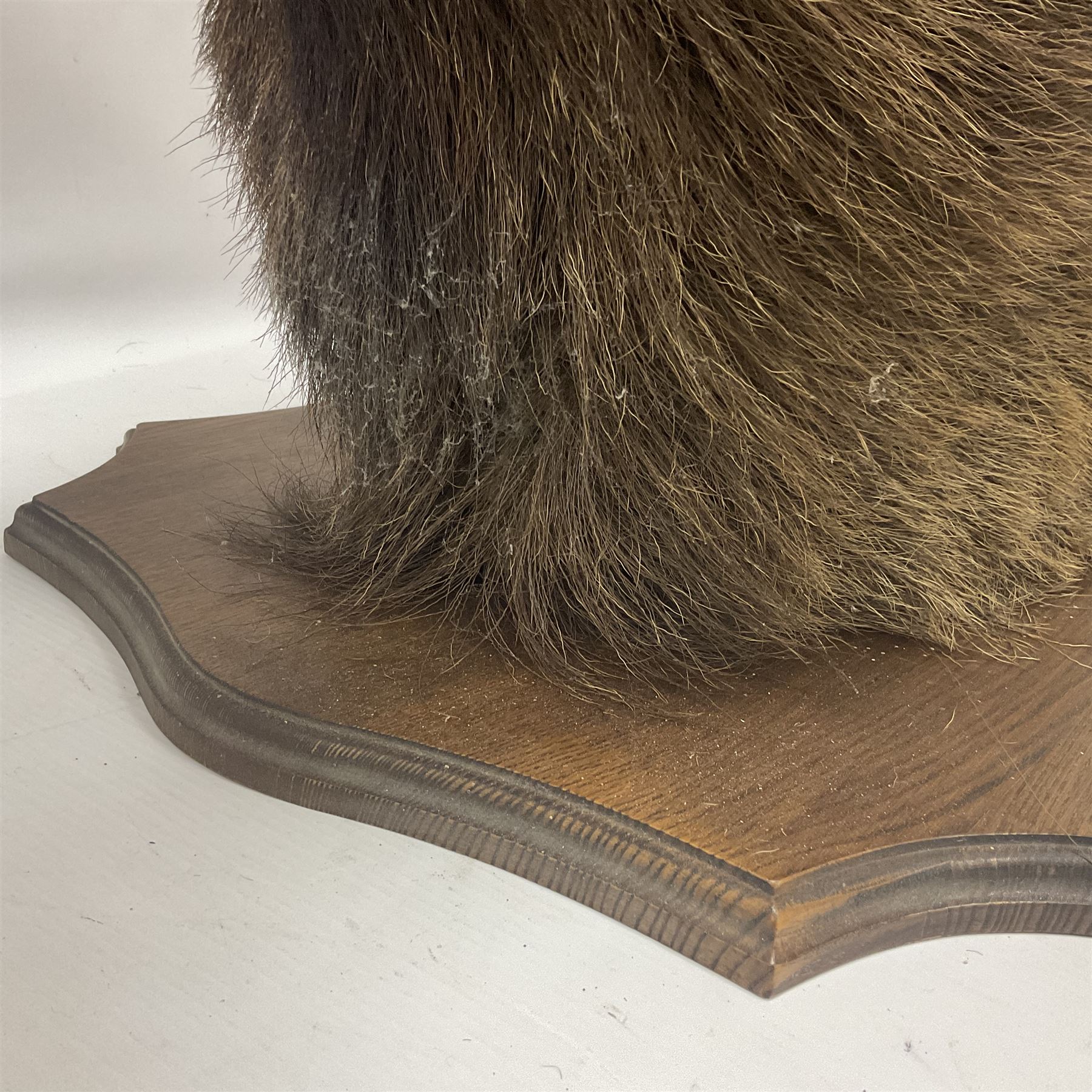 Taxidermy: Red Deer (Cervus elaphus), adult male imperial stag shoulder mount looking straight ahead, eleven point antlers, mounted upon a shaped wooden shield, D65cm