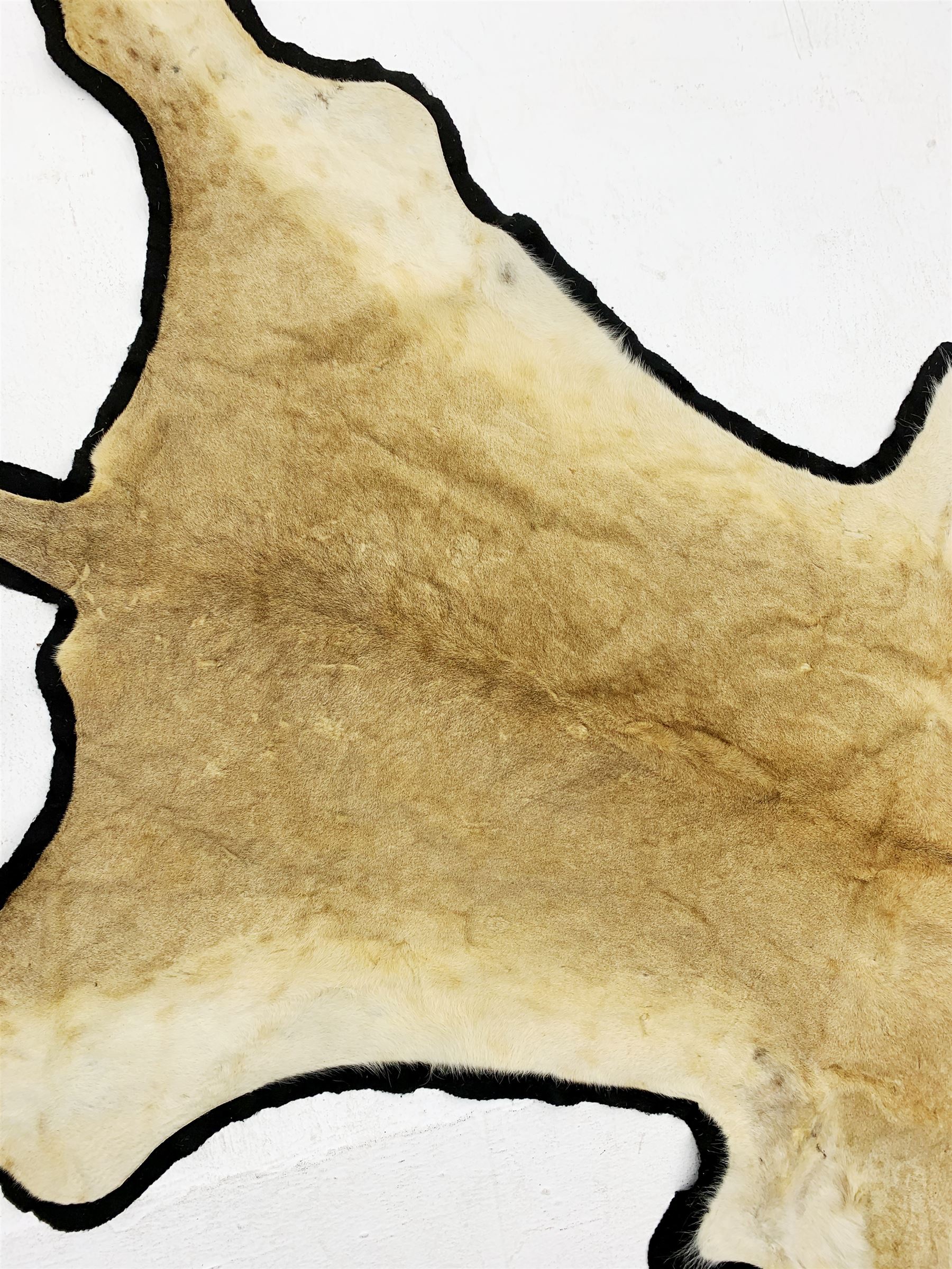 Taxidermy: African Lioness (Panthera Leo), full lioness skin and head mount, with black felt backing, L279cm
