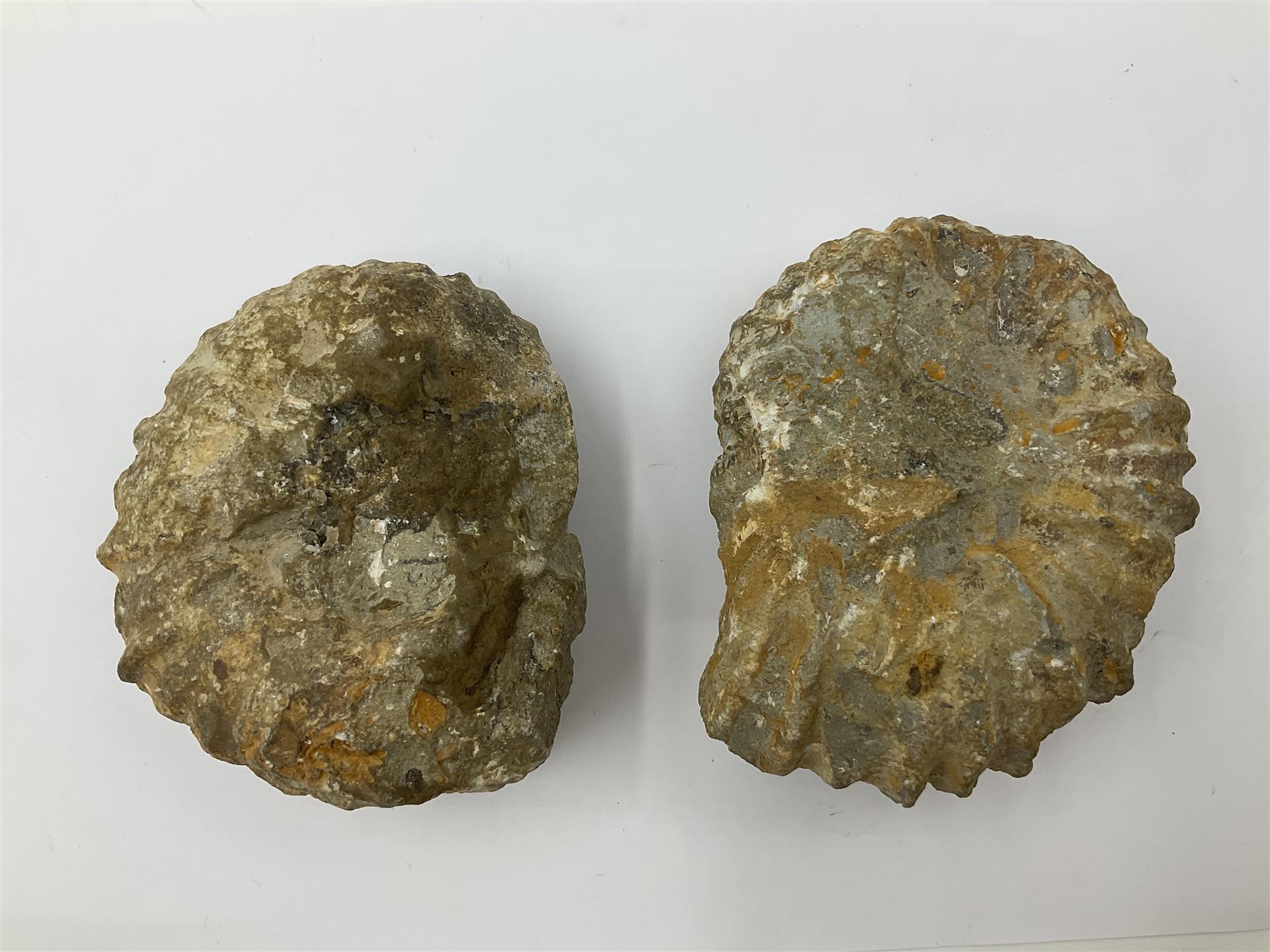 Pair of limestone Ammonite fossils, age; Cretaceous period, location; Morocco, D10cm