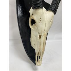Antlers/Horns: Gemsbok Oryx (Oryx gazella gazella), pair of oryx curved horns on partial skull, mounted on an ebonised shield, H130cm