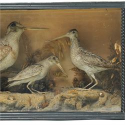Taxidermy - Three woodcock (Scolopax rusticola), modelled in a naturalistic setting, in painted wooden case, case H31cm W54cm D16cm